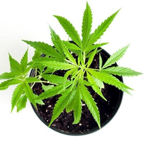 cannabis